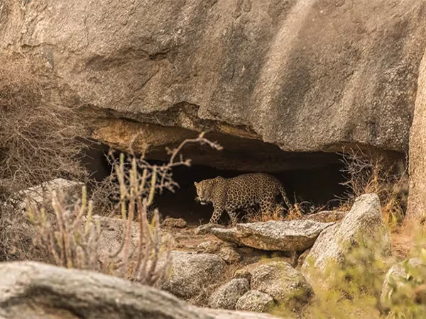 Jawai Bandh safari - A thrilling safari near Udaipur
